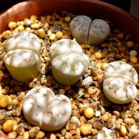 Литопс (Lithops werneri)